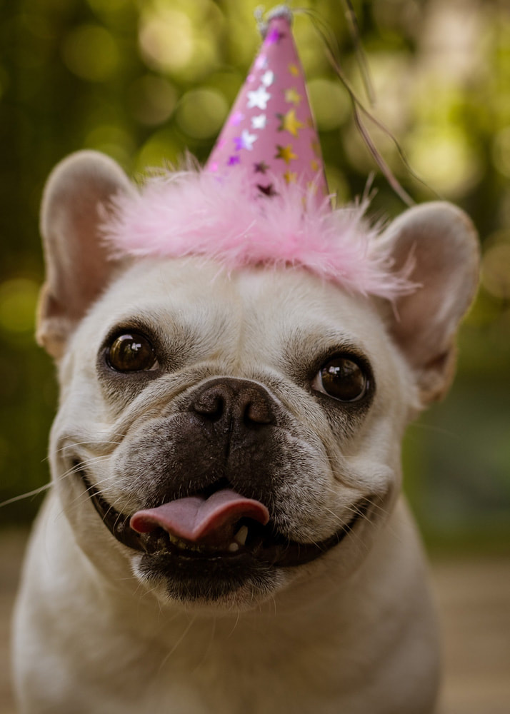 Party Photography Dog